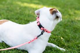 Find a dog breeders, breeding kennels… and puppies in europe, usa, canada and australia. Euro Dog Waterproof Quick Release Pvc Dog Collar Coral X Large 16 To 26 In Neck Chewy Com