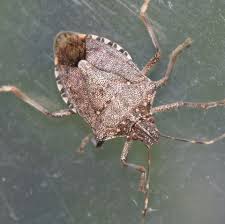 According to america's favorite repairperson. How To Get Rid Of Stink Bugs Pest Control And Prevention Tips