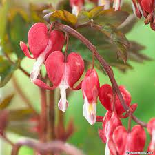 Valentine Bleeding Heart Is A Compact Variety With Dark Green Leaves And Fragrant Deep Red Flowers Bleeding Heart Bleeding Heart Flower Light Purple Flowers