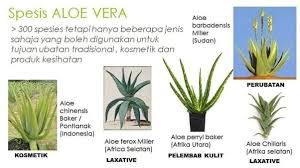 Kita hanya mengoleskan lidah buaya ke kulit, anda bisa mecerahkan. Great Life Su Daun Lidah Buaya Atau Aloe Vera Ni Ada Facebook
