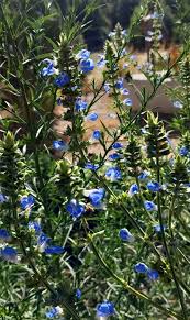 Image result for Pycnostachys reticulata