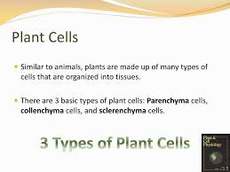 What are the 3 types of plant cells. Ppt Plant Tissues Basic Cell Types Powerpoint Presentation Free Download Id 6904138