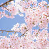 Find over 100+ of the best free sakura tree images. Https Encrypted Tbn0 Gstatic Com Images Q Tbn And9gcttntj4fqfksmthqxlwxted3lvg1r9 Zivdxhhwqfo9ju 6tq0x Usqp Cau