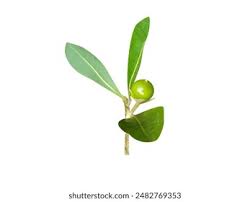 Image result for Hugonia elliptica