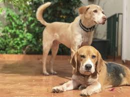 Goldmaraner Dog Breed Health Temperament Training Feeding And Puppies Petguide