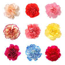 Pin On Flower Tattoo Idea