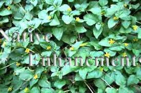 Image result for Calyptocarpus vialis