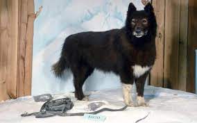 Se filme ma beaucoup touché j'ai tellement aimer que je suis aller au central park en amerique pour aller voir la statue de balto je suis rester 1 semaine en amerique et. La Vraie Histoire De Balto Le Chien Loup Devenu Heros