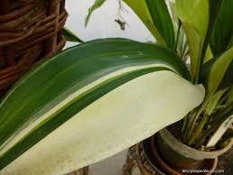 Image result for Kořenokvětka Aspidistra
