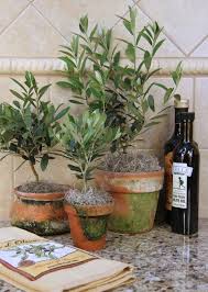 Olivier En Pot Pour La Terrasse Ou Le Balcon Conseils Et Photos Olivier En Pot Bacs De Jardin Arbres En Pots