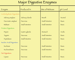 digestive enzymes digestion process human digestive