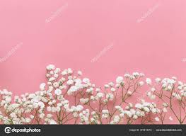 Gypsophila White Baby Breath Flower Pastel Pink Background Copy Space Stock Photo By C October22 374413318