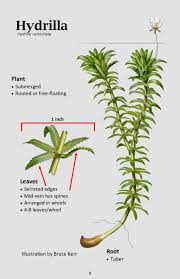 Image result for Hydrilla verticillata