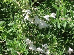 Image result for Satureja