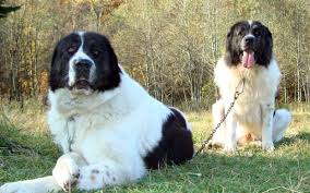 See full list on dogzone.com Where Did The Bucovina Shepherd Dog Trivia Questions Quizzclub