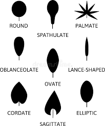 Image result for leaf shape obovate