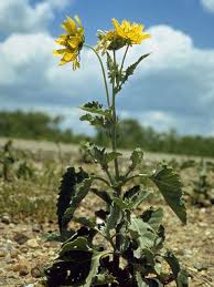 Image result for Verbesina encelioides