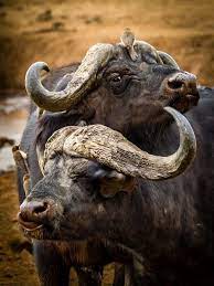 Pin On Buffalo