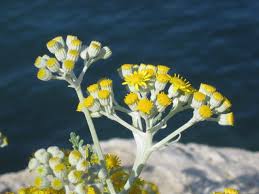 Image result for Helichrysum nitens