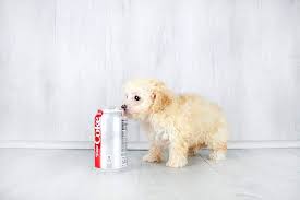 We provide puppies only from breeders that meet our standards. Puppies For Sale Columbus Ohio Sunrise Pups Small Breed Puppies Puppies Puppies For Sale Small Puppies