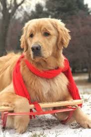 Choose a puzzle cut:page 1 of 8. One More Sleigh Ride Please 96 Pieces Jigsaw Puzzle Golden Retriever Retriever Puppy Retriever