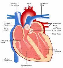 Heart Disease Lab Tests Online
