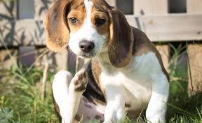Maybe you would like to learn more about one of these? How Often Should I Flea My Dog My Pet And I