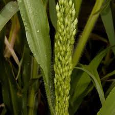 Image result for Panicum subalbidum