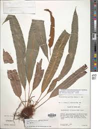 Image result for Elaphoglossum acrostichoides