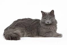 When this cat mated with a russian blue male, it resulted in one kitten from the litter having long, blue hair. Nebelung Cats Pet Health Insurance Tips