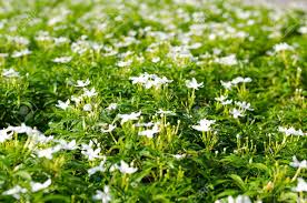 To dream of a field of called violets forget me not it means the return from an old but passionate love to your life. Meaning Of In Da Flower Is The Pure White Flowers A Flower Can Bloom All Year Stock Photo Picture And Royalty Free Image Image 39278217