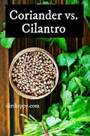 Difference Between Coriander Vs Cilantro Growing Cilantro Cilantro Herbal Plants