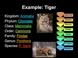 Scientific Classification The Six Kingdoms Ppt Video Online Download