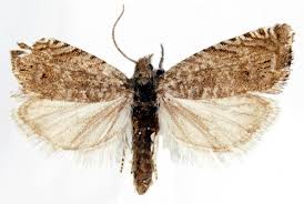 Image result for Cydia microgrammana