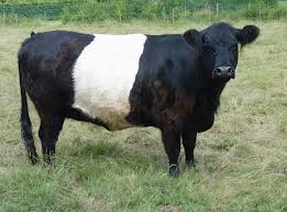 Black And White Cow Name Belted Galloway Cow Google Search Galloway Cattle Miniature Cow Breeds Cattle
