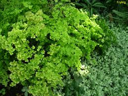 Image result for Adiantum vogelii