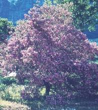 Image result for Virgilia