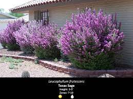 Send flowers in texas at send flowers. Pin By Katherine Burg On Outdoors Stuff Texas Landscaping Backyard Houston Landscaping Texas Landscaping
