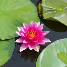 Image result for Nymphaea