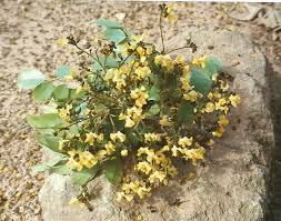 Image result for Pterocarpus tinctorius