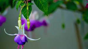 Free Image On Pixabay Fuchsia Plants Bloom Nature Fuchsia Plant Plants Bloom
