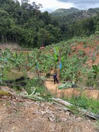 This office administers the forest in the civil districts of kuala muda, yan, a part of pendang and a part of sik. Kebun Haram Pejabat Hutan Daerah Raub Guna Parang Tebang 5 300 Pokok Utusan Digital