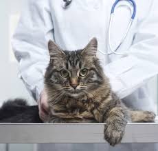 Erkek Kedi Kisirlastirma Ameliyati Rante Veteriner Klinigi Bostanci