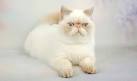 Exotic Shorthair Cat Breed Profile | Petfinder