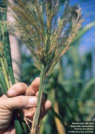 Image result for Nesaea rautanenii