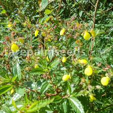 Image result for Calceolaria tripartita