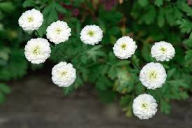 Askjudy@houseplant411.com identifies and tells how to take care of a bridal veil plant, a delicate houseplant with green & purple leaves & small white flowers. Bridal Wreath Spirea Plant Care Growing Guide