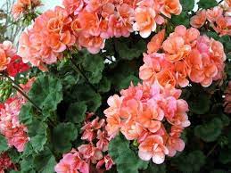 Salmon Colored Geraniums Flowers Pinterest Geraniums Salmon Geraniums Geranium Flower Flower Pots