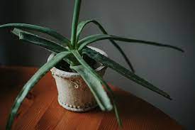 I have an aloe vera plant which has been fine since i bought it. Is Aloe Vera A Cactus No But Here S Why You May Have Thought So