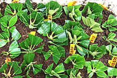 Take trimmings from healthy plants only. Propagating And Grafting Of Rhododendrons And Azaleas